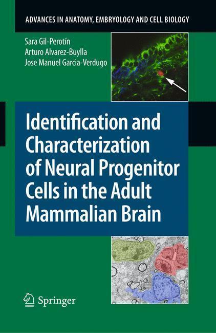 Identification and Characterization of Neural Progenitor Cells in the Adult Mammalian Brain 