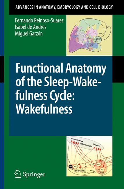 Functional Anatomy of the Sleep-Wakefulness Cycle: Wakefulness 